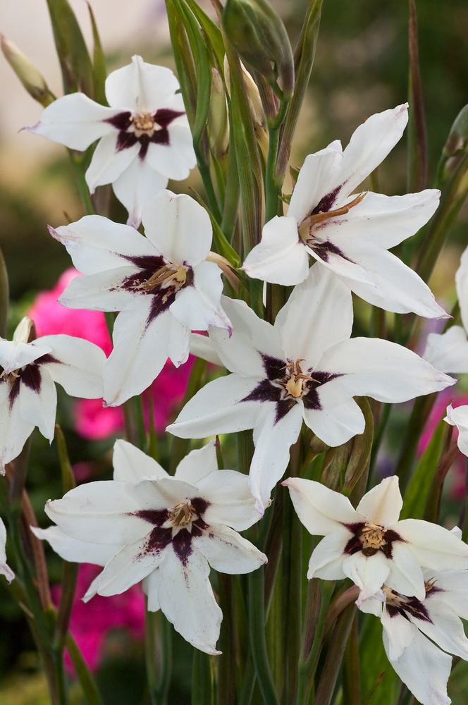 50x Bulbes de fleurs - Mélange 'White Collection' blanc