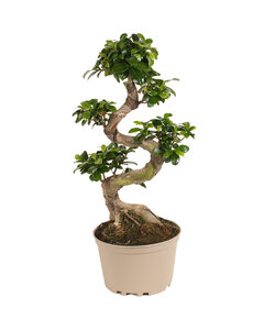 Ficus Ginseng S-vorm - Japanse Bonsai - Pot 20cm - Hoogte 55-65cm
