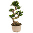 Ficus Ginseng S-Shape - Pianta giapponese Bonsai - ⌀ 20cm - Altezza 55-65cm
