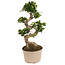 Ficus Ginseng S-vorm - Japanse Bonsai - Pot 20cm - Hoogte 55-65cm