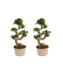 Ficus Ginseng forme de S - Set de 2 - Bonsaï japonais - ⌀20cm - Hauteur 55-65cm