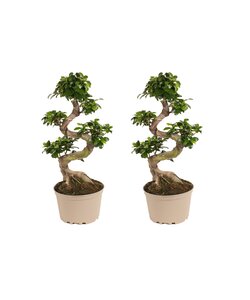Ficus Ginseng S-Form - Juego de 2 - Árbol bonsai  - ⌀20cm - Altura 55-65cm