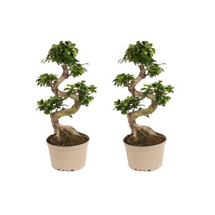 Ficus Ginseng forme de S - Set de 2 - Bonsaï japonais - ⌀20cm - Hauteur 55-65cm