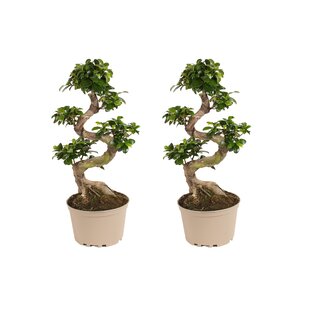 Ficus Ginseng S-vorm - Set van 2 - Japanse Bonsai - Pot 20cm - Hoogte 55-65cm