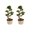 Ficus Ginseng S-Kształt - Zestaw 2 - Bonsai - ⌀20cm - Wysokość 55-65cm