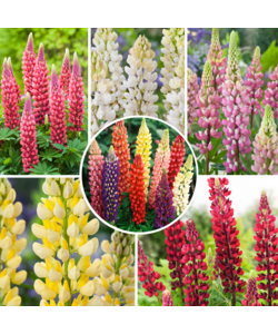 Lupinus - Mix van 20 - Lupine - Wortelstokken - Vlinderbloemen