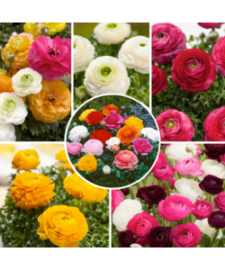 Ranunculus - Mix of 80 - Ranunculus flower bulbs