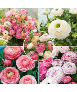 Ranunculus - Mezcla de 40 - Bulbos de Ranúnculo - Colores Pasteles