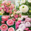 Ranunculus Ranunculus - Mix van 40 - Ranunculus bloembollen