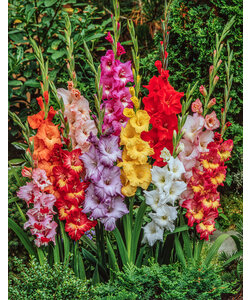 Gladiolus gladiolen - Mix van 60 - Gladiolen - bloembollen