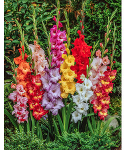 Gladiolus - Mix of 60 - Gladiolus flower bulbs