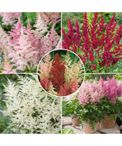 Astilbe - Mix of 6 - Feather Spirea - Rootstocks