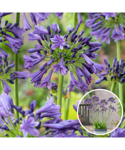 Agapanthus Blau - 6er set - Afrikanische Lilie - Wurzelstöcke