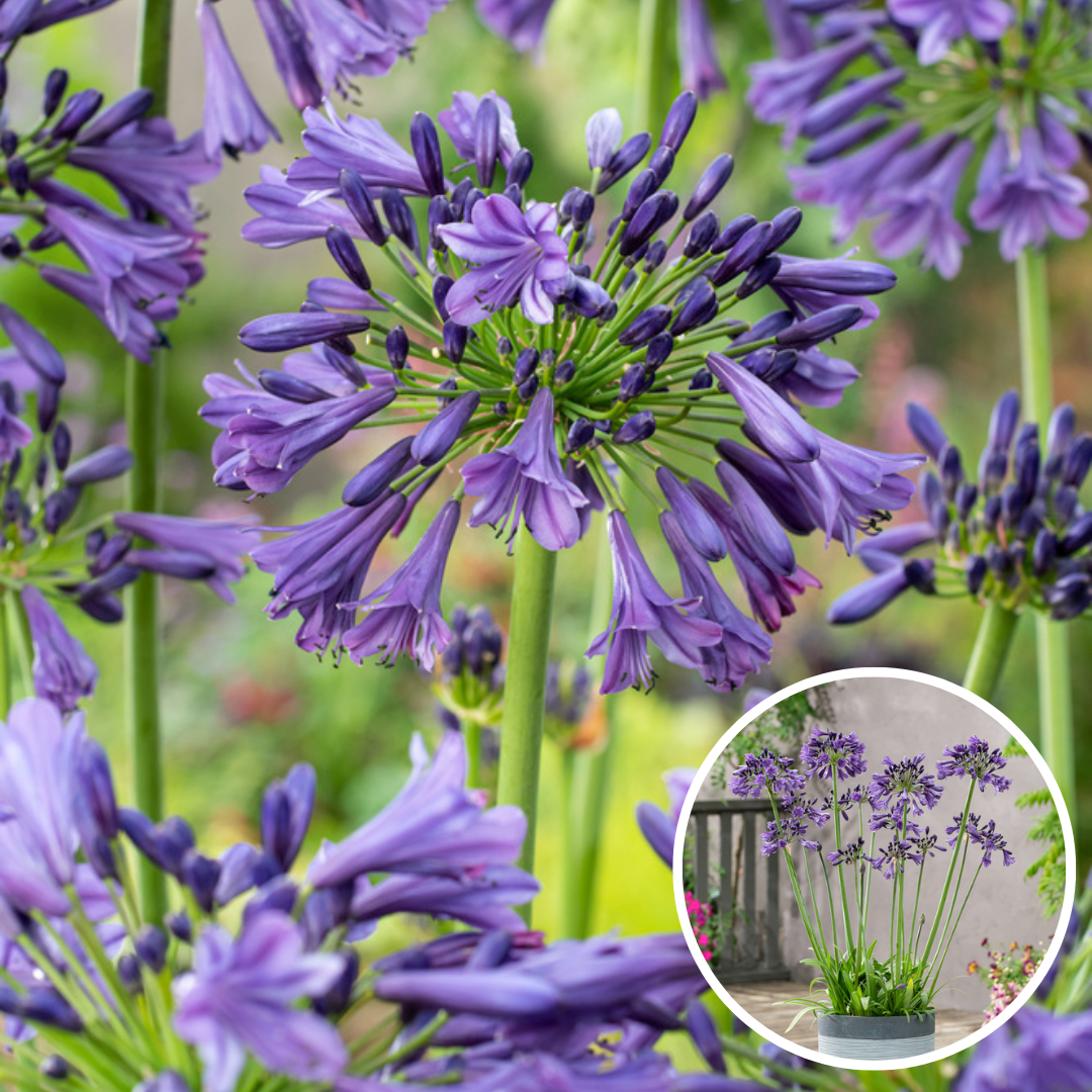 Agapanthus Blue - Set of 6 - African Lily - Rootstocks
