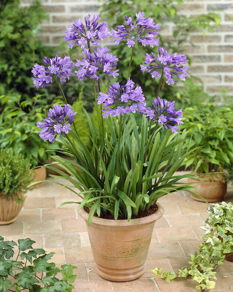 Agapanthus Blue - Set of 6 - African Lily - Rootstocks - FloraStore