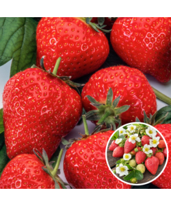 Fragaria Elsanta - Set of 10 - Strawberry - Rootstocks