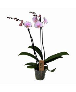 Phalaenopsis - Orchidea Rosa - Pianta della casa - ⌀12cm - Altezza 50-60cm