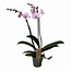 Phalaenopsis Phalaenopsis - orquídea rosa - apta para gatos - Maceta 12cm - Altura 50-60cm