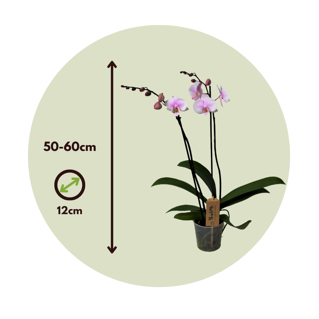 Phalaenopsis Phalaenopsis - Orchidea rosa -⌀ 12cm - Altezza 50-60cm -  FloraStore