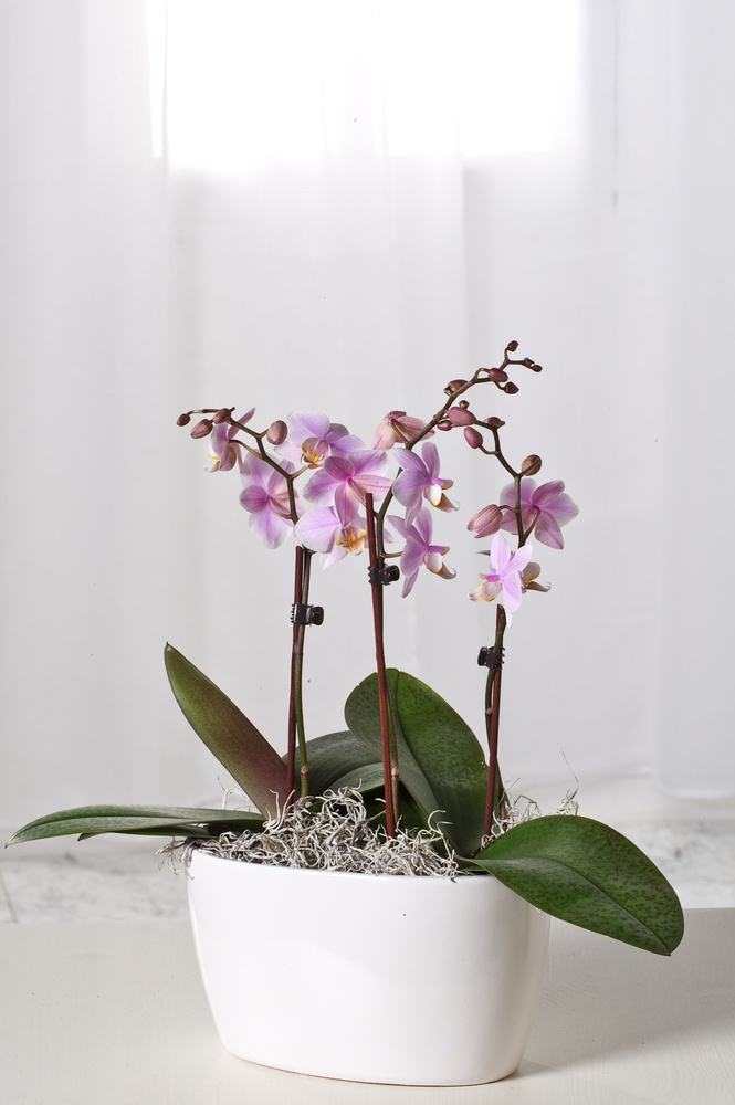Phalaenopsis Phalaenopsis Orchided pink- Pot 12 cm - Height 50 cm -  FloraStore