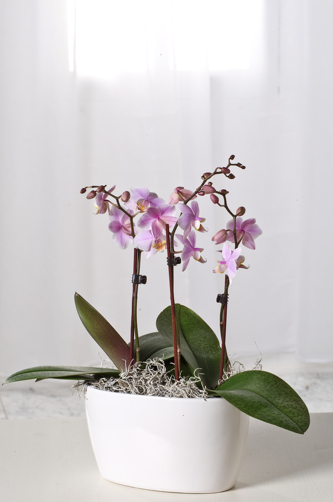 Orchidea Phalaenopsis Fucsia Pianta Vera H 60/70 cm Vaso Ø 12 cm