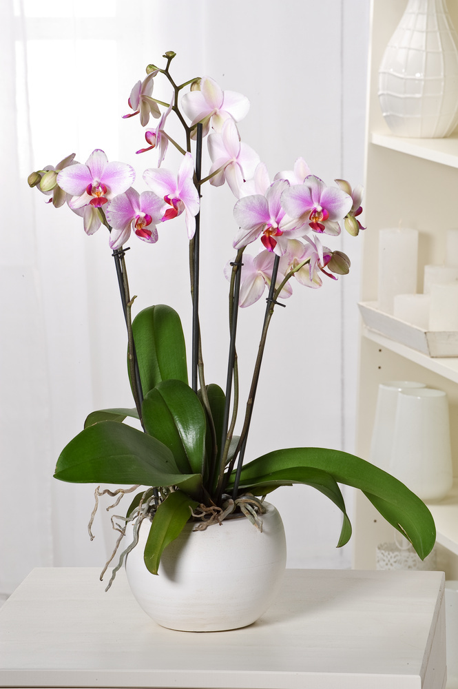 Phalaenopsis Phalaenopsis - Orchidea rosa -⌀ 12cm - Altezza 50-60cm -  FloraStore