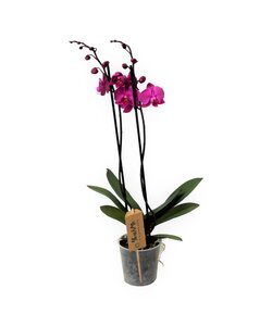 Phalaenopsis Lila - Stueplante - Orkidé - ø12cm - Højde 50-60cm