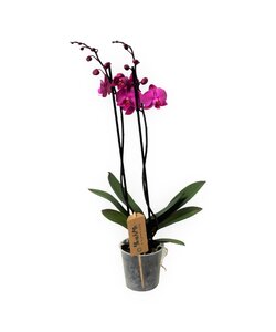 Phalaenopsis - Orquídea Mariposa - Morado - Maceta 12cm - Altura 50-60cm