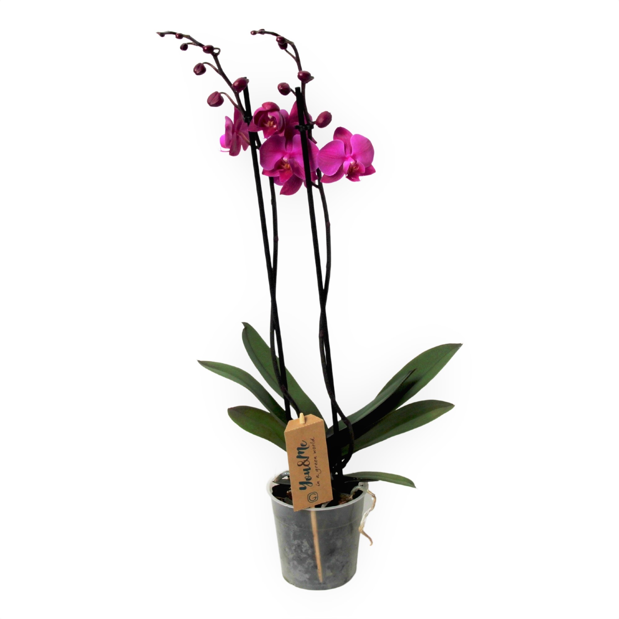 Phalaenopsis Phalaenopsis - Schmetterlingsorchidee - 50-60cm FloraStore Topf - 12cm - Lila Höhe 