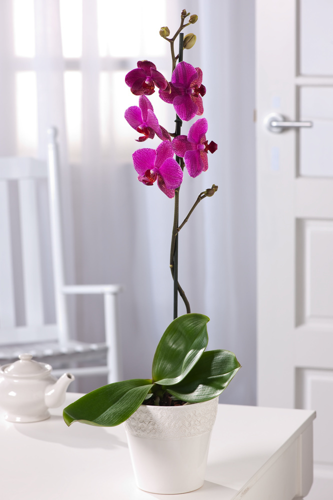 Phalaenopsis Phalaenopsis - Schmetterlingsorchidee - 50-60cm Höhe FloraStore - 12cm - Topf Lila 