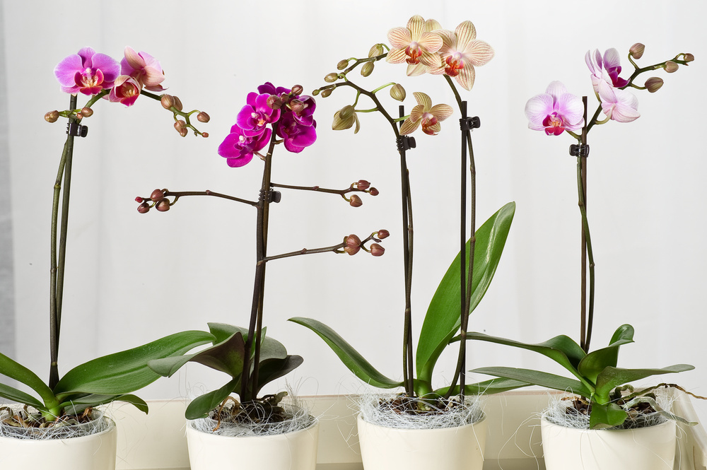 - 12cm Topf FloraStore - Schmetterlingsorchidee Höhe Phalaenopsis - - 50-60cm Phalaenopsis - Lila