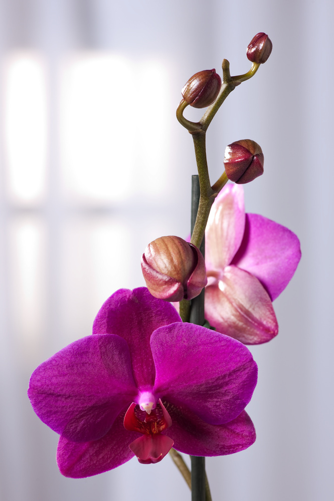 - Phalaenopsis 12cm Höhe FloraStore Phalaenopsis - - Schmetterlingsorchidee Topf 50-60cm Lila - -