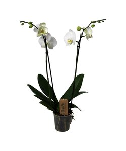 Phalaenopsis - Orchidea Bianco - ⌀12cm - Altezza 50-60cm