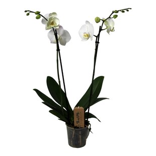 Phalaenopsis - Orchid white - ø12cm - Height 50-60cm