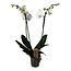 Phalaenopsis Phalaenopsis - Orchid white - ø12cm - Height 50-60cm