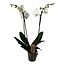 Phalaenopsis Phalaenopsis - Orchidea Biała - Roślina domowa - ⌀12cm - Wysokość 50-60cm