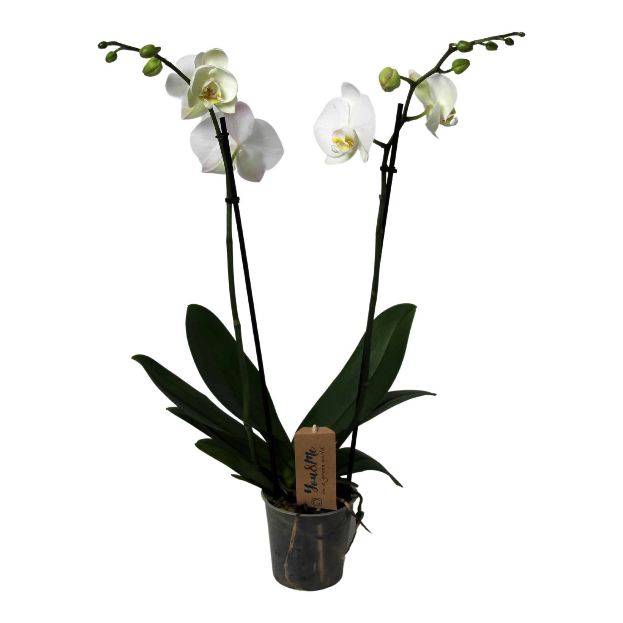 Orchidea Phalaenopsis Bicolore - Piante da Interno Vere Fiorite - H 60-70  cm Vaso Ø 12 cm