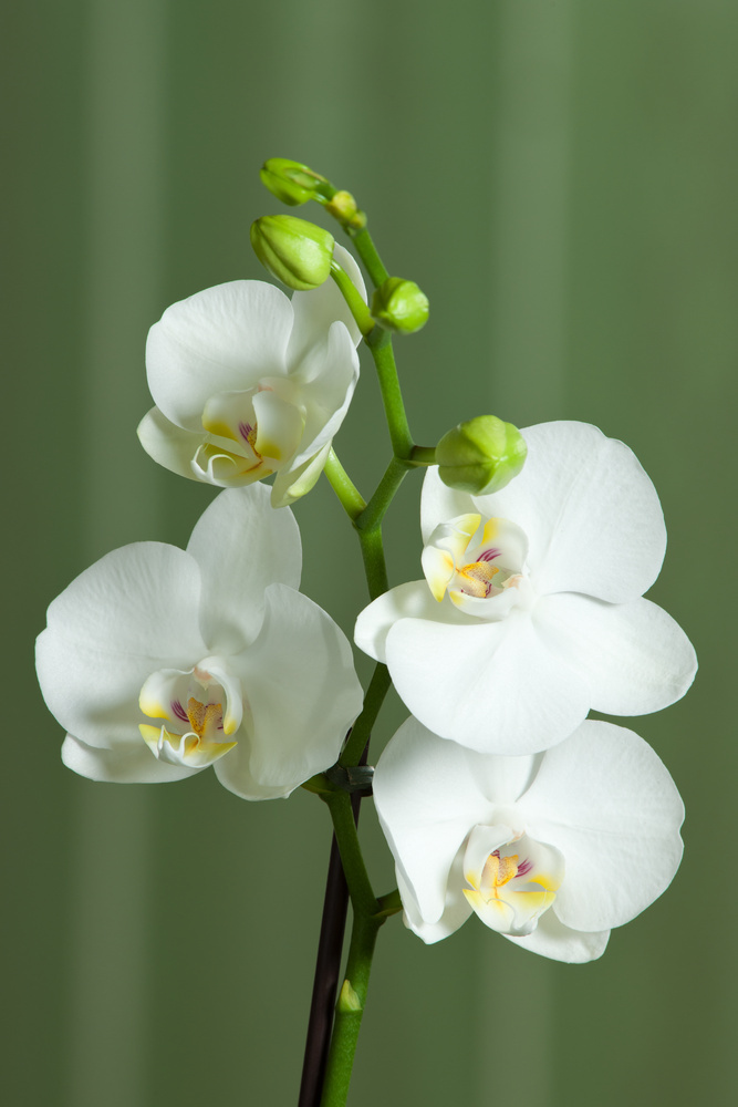 1 PIANTA DI ORCHIDEA PHALAENOPSIS BOHO LOVE BIANCO VASO 12CM