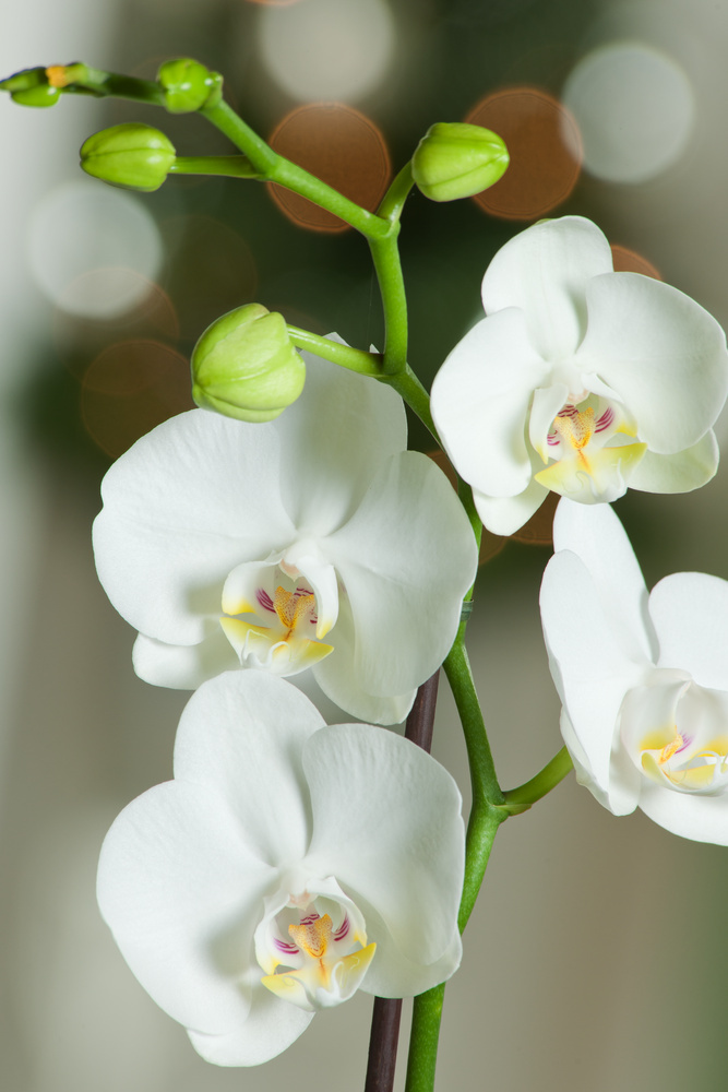 1 PIANTA DI ORCHIDEA PHALAENOPSIS BOHO LOVE BIANCO VASO 12CM