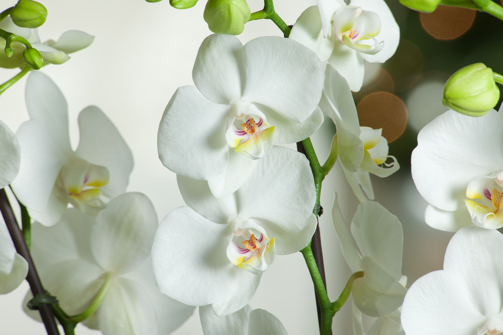 Phalaenopsis Phalaenopsis Orchid white- Pot 12 cm - Height 50 cm -  FloraStore