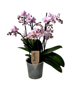 Phalaenopsis Multiflora - Mottenorchidee - Rosa - Topf 12cm - Höhe 35-45cm