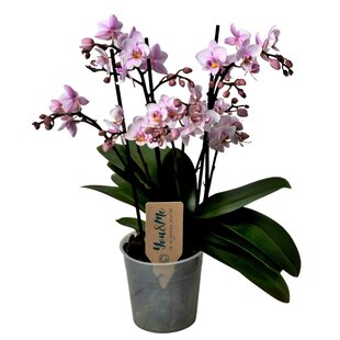Phalaenopsis Multiflora - Mottenorchidee - Rosa - Topf 12cm - Höhe 35-45cm