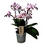 Phalaenopsis Multiflora - Orchidea rosa - ⌀12cm - Altezza 35-45cm