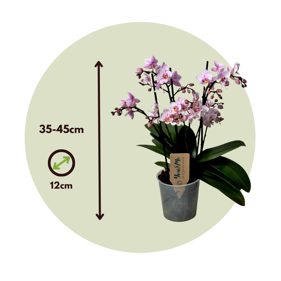 Phalaenopsis Multiflora - Orchidea rosa - ⌀ 12cm - Altezza 35-45cm -  FloraStore