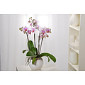 Phalaenopsis Multiflora - Orchidea rosa - ⌀ 12cm - Altezza 35-45cm -  FloraStore