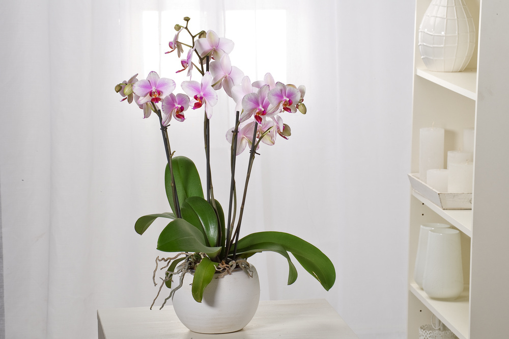 Phalaenopsis Multiflora Orchid pink- Pot 12 cm - Height 35 cm