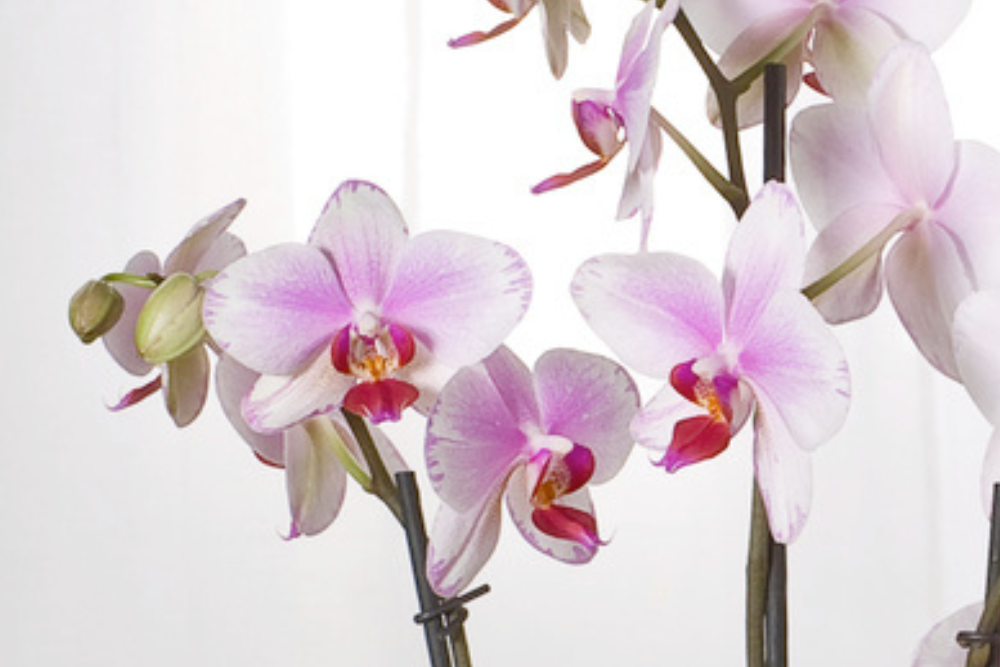 Phalaenopsis Multiflora Kolibri Mix, Phalaenopsis Multiflora, Phalaenopsis Multiflora, Orchidee da interno fiorite, Piante da interno  fiorite, Piante da interno, Assortimento completo