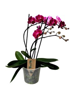 Phalaenopsis Multiflora - Orchidee Paars - Pot 12cm - Hoogte 35-45cm