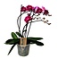 Phalaenopsis Multiflora - Orchidee Paars - Pot 12cm - Hoogte 35-45cm