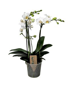 Phalaenopsis multiflora Hvid - Stueplante - Orkidé - ø12cm - Højde 35-45cm